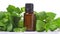 Essential oils in dark glass bottle with aroma herbs and Fresh leaves of mint