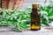 Essential wormwood oil