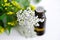 Essential yarrow oil