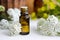 Essential yarrow oil