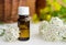 Essential yarrow oil