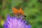 Essex Skipper