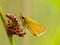 Essex skipper with green background