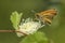 Essex Skipper - Thymelicus lineola