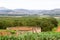 Established citrus orchard, Patensie, South Africa