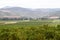 Established citrus orchard, Patensie, South Africa