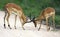 Establishing hierarchy in herd of African impala antelopes by means of clash of horns