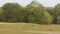 Establishing or landscape shot of Spotted deer or Chital axis deer herd and male Indian peafowl or Pavo cristatus bird in natural