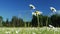 Establishing shot of beautiful daisy flower blossoms, Leucanthemum vulgare, in a tranquil forest meadow.