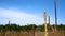 Establishing shot - Common mullein Verbascum thapsus swaying in breeze