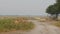 Establishing shot of wild blackbuck or antilope cervicapra or indian antelope family herd or group with their behavior in natural