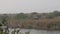 Establishing or Wide shot of wild asian elephant or tusker family walking together near ramganga river shore at dhikala zone of