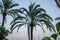 Estepona Marina Palm Trees