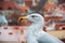 Estonia. Bird gull on the observation deck of Tallinn Vyshhorod. January 2, 2018