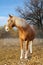 Estonian red horse on a background of autumn