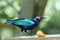 Estornino esmeralda - Purple Glossy Starling
