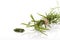 Estragon. Artemisia dracunculus