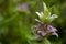 Estragon herb Garden purple flower. Blossom. On the background with green herbs behind.Tarragon