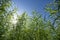 Estragon, Tarragon, Artemisia dracunculus, growing in the garden