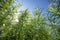 Estragon, Tarragon, Artemisia dracunculus, growing in the garden