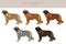 Estrela mountain dog clipart. Different poses, coat colors set