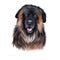 Estrela Mountain Dog, Portuguese Shepherd dog digital art illustration isolated on white background. Portugal origin guardian dog