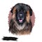 Estrela Mountain Dog, Portuguese Shepherd dog digital art illustration isolated on white background. Portugal origin guardian dog