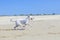 Estrela mountain dog running at the beach