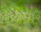Estrilda astrild Bico-de-lacre little cute bird eating in a grass field.