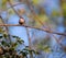 Estrilda astrild Bico-de-lacre little cute bird standing on a branch.