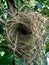 Estrildid finches nest on the branch with leaves background