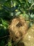 Estrildid finches nest on the branch with leaves background