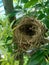 Estrildid finches nest on the branch with leaves background