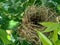 Estrildid finches nest on the branch with leaves background