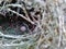 Estrildid finches nest and the egg on the branch with leaves background