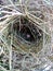 Estrildid finches nest and the egg on the branch with leaves background