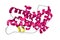 Estrogen-related receptor gamma ligand binding domain in complex with bisphenol A. Ribbons diagram. 3d illustration