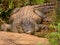 Estuarine Crocodile in Queensland, Australia