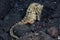 Estuarine Seahorse on Black Sand Seafloor in Indonesia