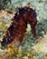 Estuary seahorse close up. Underwater photography