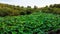 Etang de Fontmerle, Lotus pond/ lake in Mougins, South of France