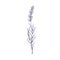 Etched lavender, outlined flower. Lavanda, contoured floral botanical drawing in retro vintage style. French lavandula