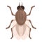 Etching tsetse fly icon cartoon vector. Africa insect