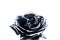 Eternal beauty. silver rose flower. wealth and richness. floristics business. Vintage. luxury and success. metallized