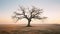 Eternal Echoes: A Minimalist Portrait of a Weathered Oak Tree
