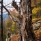 Eternal Echoes: Time-Worn Tree, Cracked Bark Whispering Lifelong Stories