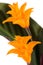 Eternal flame flower (calathea