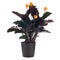 Eternal flame flower (calathea