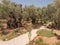 Eternal holy Jerusalem. Very ancient olive trees in the Garden of Gethsemane. Israel