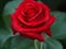 Eternal Love: Stunning Red Rose Images to Express Your Affection